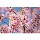 Prunus Cerasoides, Wild Himalayan Cherry ( Himalayan Cherry Blossom )