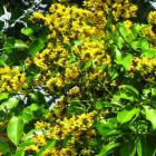  Pterocarpus Marsupium, Indian Kino  - 50 Seeds