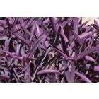 Tradescantia Pallida , Purple Heart Plant 