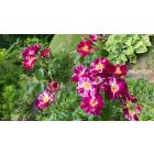 Buy Creeping Or Climbing Purple Rose Plant 