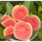 Red Diamond Guava Plant