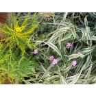 Buy Chlorophytum Ribbon Grass Plant 