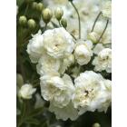 White Rosa Banksiae Plant ( Climbing Rose ), Lady Banks Rose White Flower