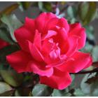 Rosa Hybrida, Rose Plant For Sale In India