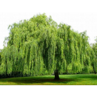Buy Salix Babylonica, Weeping Willow Plant 