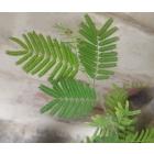 Buy Prosopis Cineraria, Khejari Tree Shami Plant 