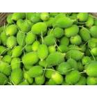 Momordica Dioica , Spiny Gourd - 50 Seeds Pack