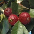 Strawberry Guava Tree (Psidium littorale) Plant