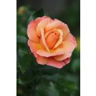 Sunset Orange Creeper Rose Plant