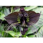 Tacca Chantrieri Seeds, Black Bat Flower - 20 Seeds