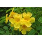 Buy Tecoma Stans, Yellow Bells Plant 