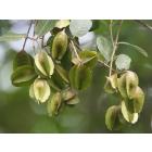 Buy Terminalia Arjuna,  Arjun Plant 