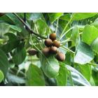 Buy Terminalia Bellerica ( Baheda ) , Belliric Myrobalan Plant 