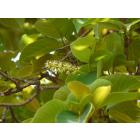 Terminalia Chebula, Chebulic Myrobalan ( Harad ) Plant 
