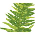 Buy Nephrolepis Exaltata 'Tiger Fern' (Variegated Boston Fern) Plant