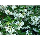 Buy Trachelospermum Jasminoides Plant, Star Jasmine Plant 
