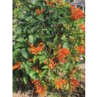 Buy Pyrostegia Venusta ( Sankrant Vel ) Plant, Golden Shower Plant 