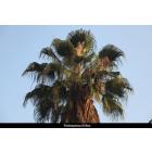 Washingtonia Filifera ( Desert Palm ) Plant