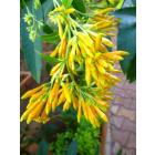 Cestrum Nocturnum , Raat Ki Rani Plant  ( Yellow Flower )