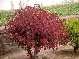 Buy Euphorbia Caracasana Sanguinea Plant With Free Shipping