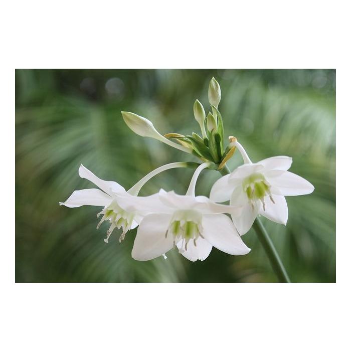 Oriental Lily: Troubleshooting - FloraLife