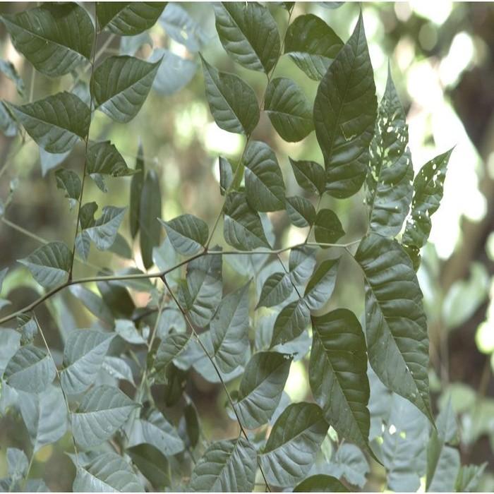 Chukrasia Tabularis Chittagong Wood Plant With Free Shipping