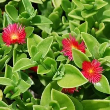 Aptenia cordifolia (Heart Leaf Ice Plant)