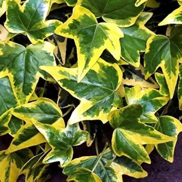 Hedera Helix ( English Ivy ) Plant