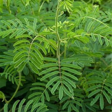 Buy Acacia Catechu Plant, Khair Plant