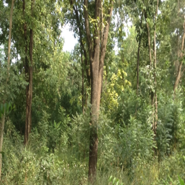 Acacia Mangium Plant , Black Wattle Plant For Sale In India