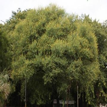 Acacia Nilotica Babul 100 Seeds Pack