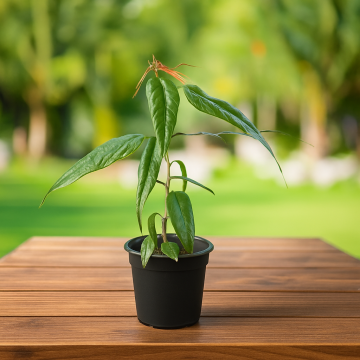 Acer Oblongum , Himalayan Maple Plant 