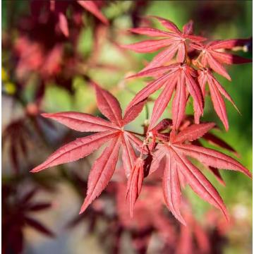 Acer Palmatum ( Bloodgood ) , Maple Bloodgood Plant
