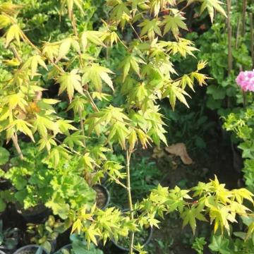 Buy Japanese Maple ( Acer Palmatum ) Plant 