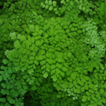 Buy Adiantum Capillis Veneris, Fern Plant 