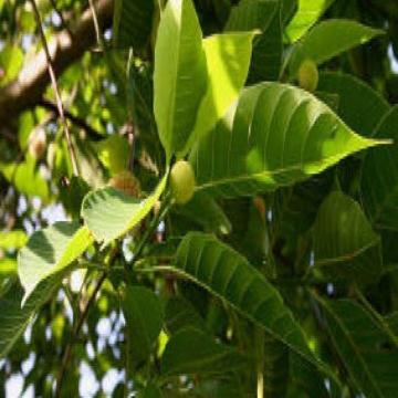  Buy Adina Cordifolia Plant ( Haldu ) ,Kadamba Plant