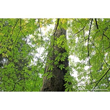 Aesculus Assamica Plant , East Himalayan Horse Chestnut Plant 