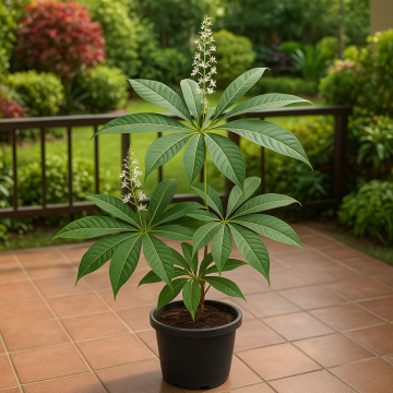 Aesculus Assamica , East Himalayan Horse Chestnut Plant 
