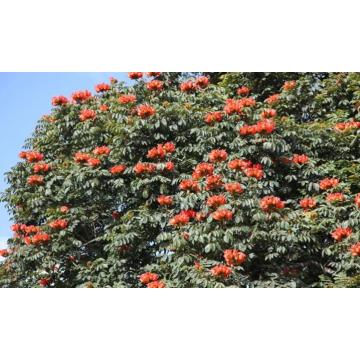 Spathodea Campanulata African Tulip Tree 100 Seeds Pack