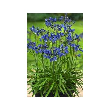 Buy Agapanthus Blue Bulbs - Pack Of 3 Bulbs - Delivery All Over India