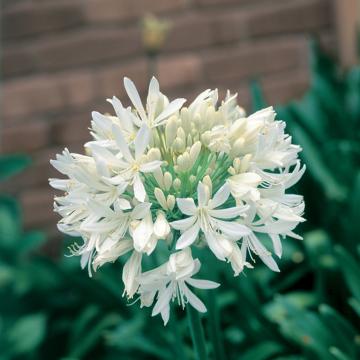 Buy Agapanthus White Bulbs - Pack of 2 Bulbs - Delivery All Over India