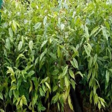 Buy Agarwood  Plant ( Aquilaria Malaccensis )