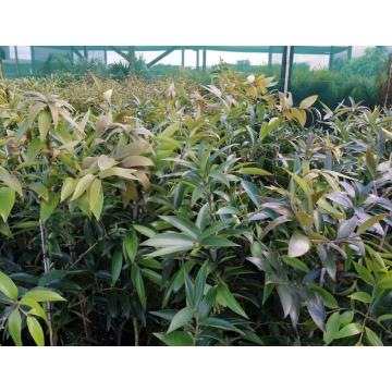 Buy Agathis Robusta Plant , Queensland Kauri Pine