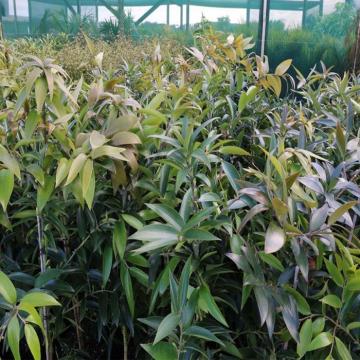 Buy Agathis Robusta Plant , Queensland Kauri Pine