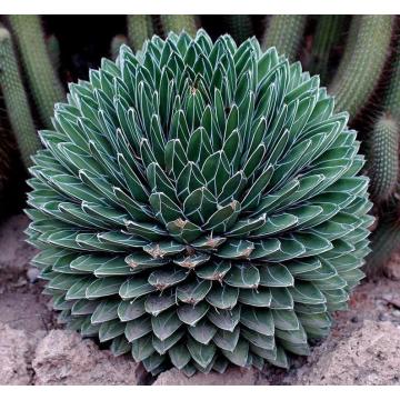 Buy Agave Victoria Reginae Plant - Delivery All Over India