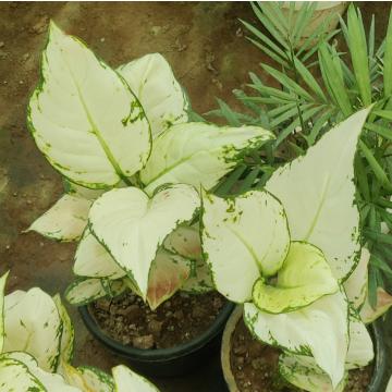 Aglaonema  ( Super White ) Plant