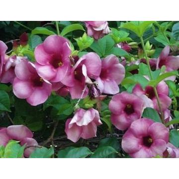 Allamanda Blanchetii Pink Plant