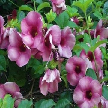 Allamanda Blanchetii Pink Plant