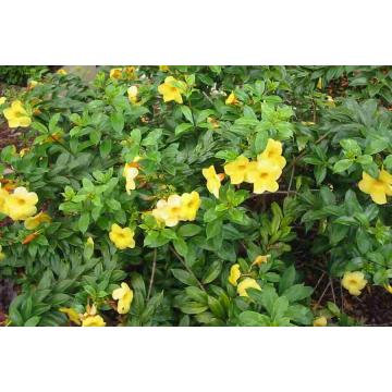 Buy Allamanda Cathartica, Golden Trumpet Vine Plant 