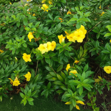  Allamanda Cathartica, Golden Trumpet Vine Plant 